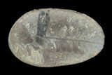 Pecopteris Fern Fossil (Pos/Neg) - Mazon Creek #92301-1
